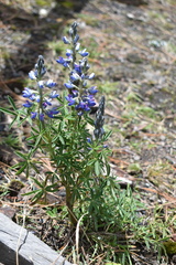Lupinus aschenbornii