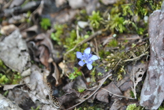 Gentiana panthaica
