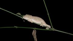 Bradypodion ventrale