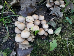 Agaricales