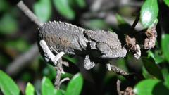 Bradypodion ventrale