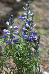 Lupinus aschenbornii