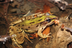Lithobates kauffeldi