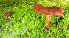 Cortinarius sanguineus