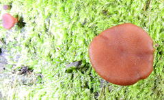 Cortinarius sanguineus