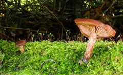 Cortinarius sanguineus