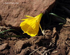 Narcissus bulbocodium