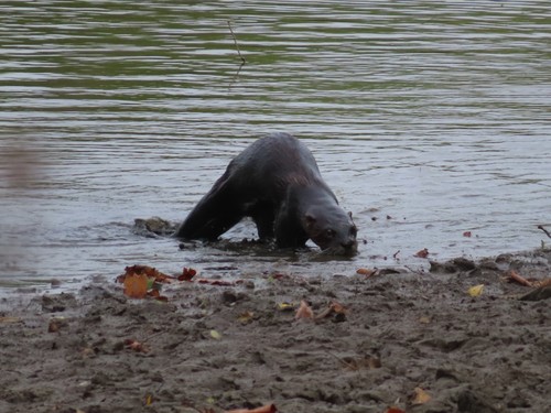 North American River Otter photographed in Missouri