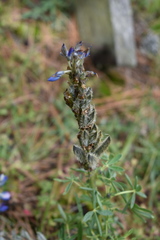 Lupinus aschenbornii