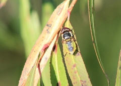 Hedriodiscus truquii