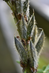 Lupinus aschenbornii