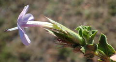Barleria irritans