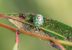 Tylospilus
