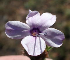 Barleria irritans