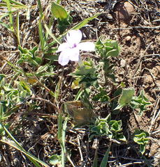 Barleria irritans