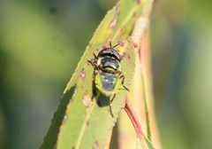 Hedriodiscus truquii