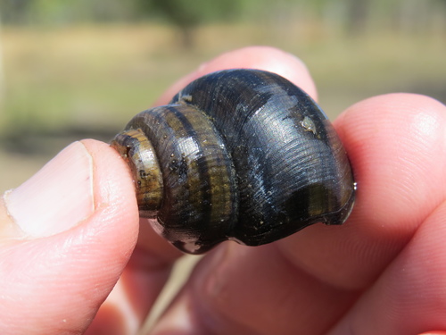 Notopala kingi