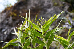 Epidendrum frutex