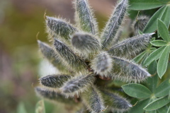 Lupinus aschenbornii