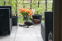 Anas platyrhynchos domesticus