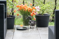 Anas platyrhynchos domesticus