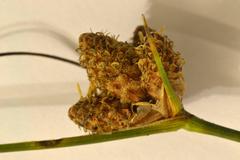 Hellmuthia membranacea