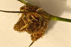 Hellmuthia membranacea