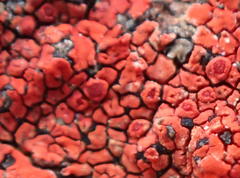 Caloplaca haematodes