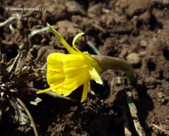Narcissus bulbocodium