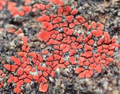 Caloplaca haematodes