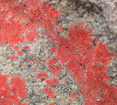Caloplaca haematodes