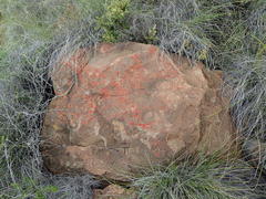 Caloplaca haematodes