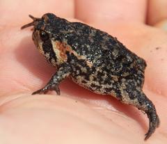 Breviceps montanus