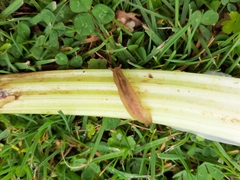 Athoracophorus