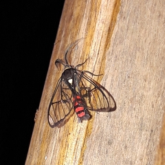 Argyroeides sanguinea