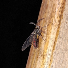 Argyroeides sanguinea