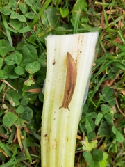 Athoracophorus
