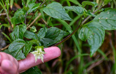 Jaltomata viridiflora