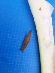 Athoracophorus