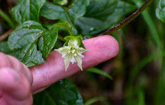 Jaltomata viridiflora
