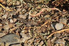 Aspidoscelis exsanguis