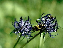 Phyteuma hemisphaericum