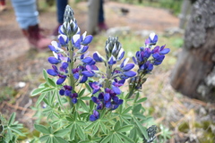 Lupinus aschenbornii
