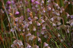 Erica barbigeroides