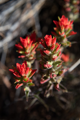 Castilleja rigida