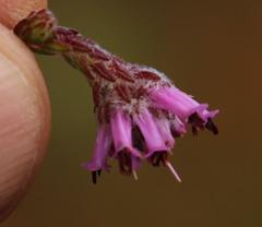 Erica barbigeroides