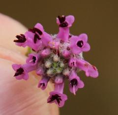 Erica barbigeroides