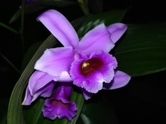 Sobralia decora