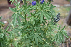 Lupinus aschenbornii