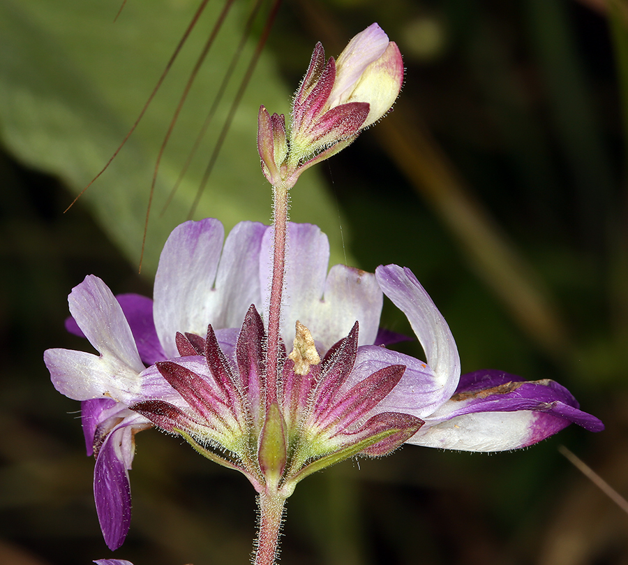 Collinsia heterophylla, Los Angeles County, CA, USA